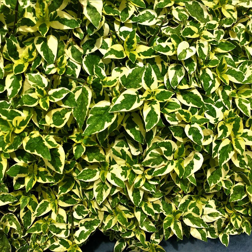 Abelia grandiflora Hopley's - Abélia à grandes fleurs (Foliage)