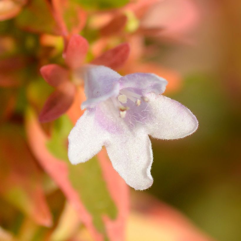 Abélia grandiflora Kaléidoscope (Flowering)