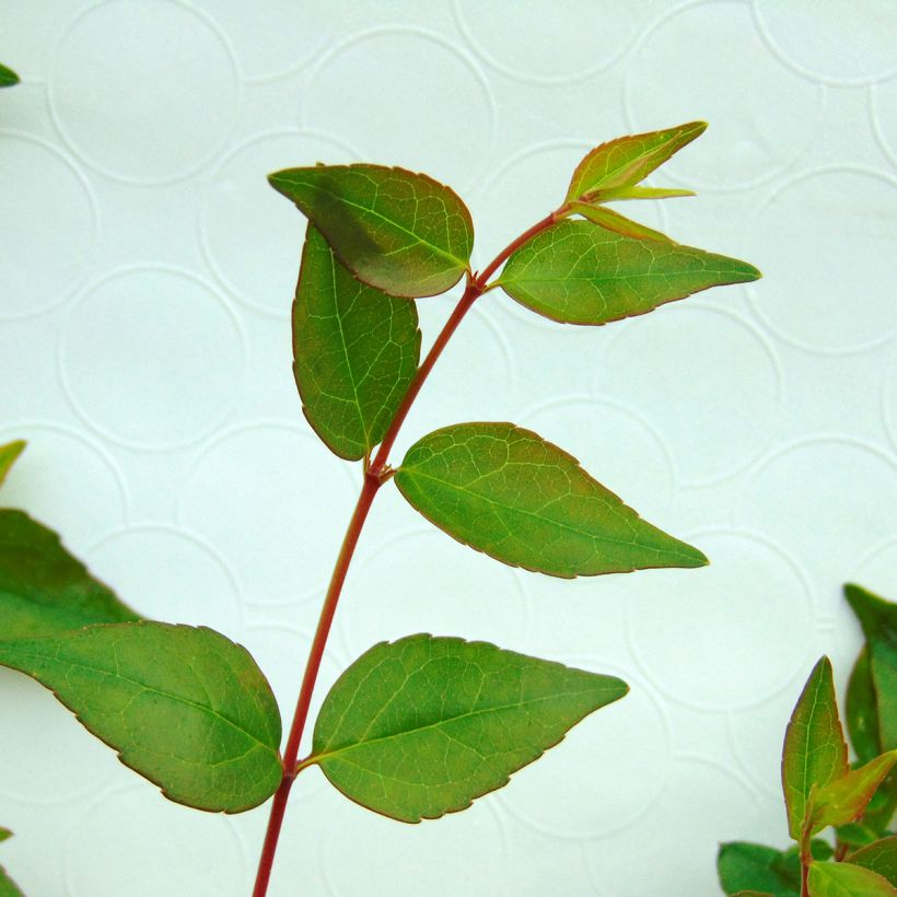 Abelia grandiflora - Abélia à grandes fleurs (Foliage)