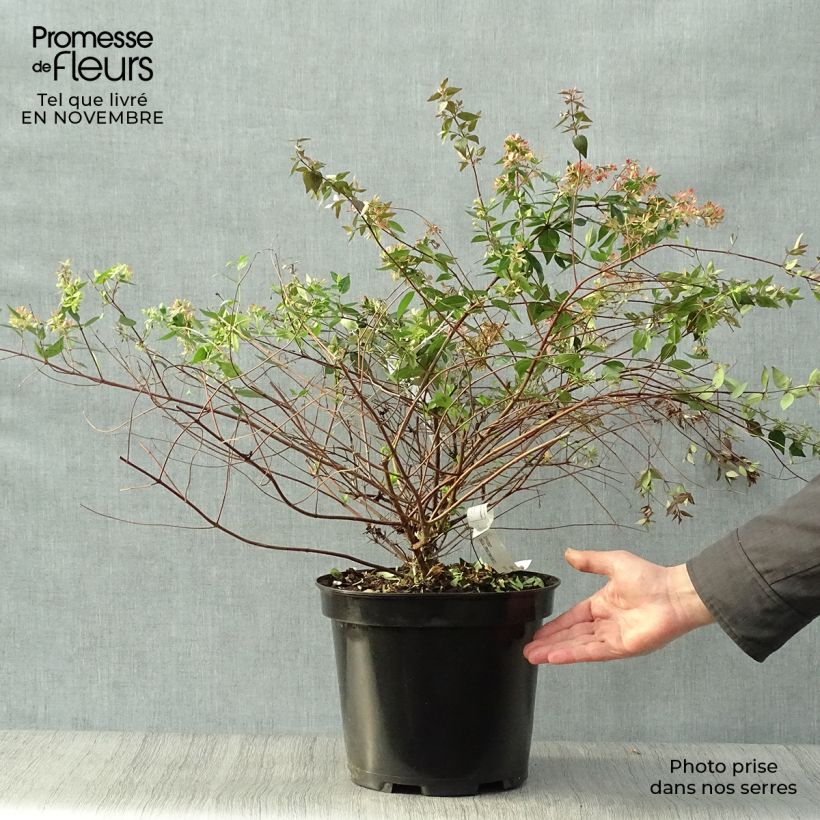 Example of Abelia grandiflora - Abélia à grandes fleurs Pot de 7,5L/10L as you get in automne