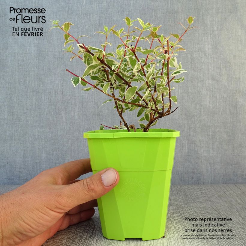Example of Abelia grandiflora Steredenn Levabes - Abélie panachée Pot de 1L/1,5L as you get in automne