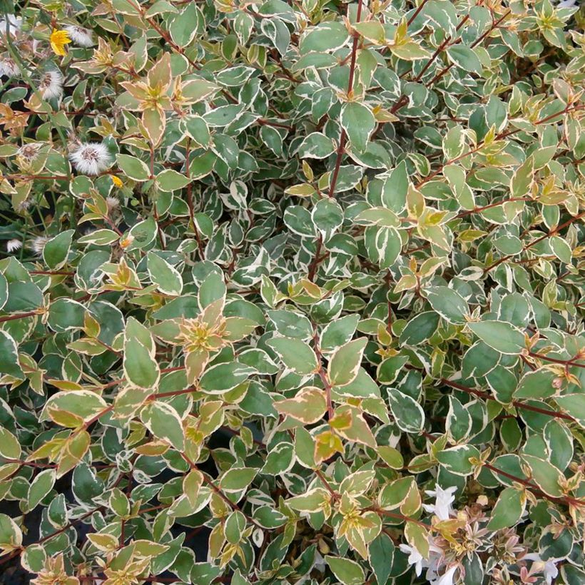 Abelia grandiflora Steredenn Levabes - Abélie panachée (Foliage)