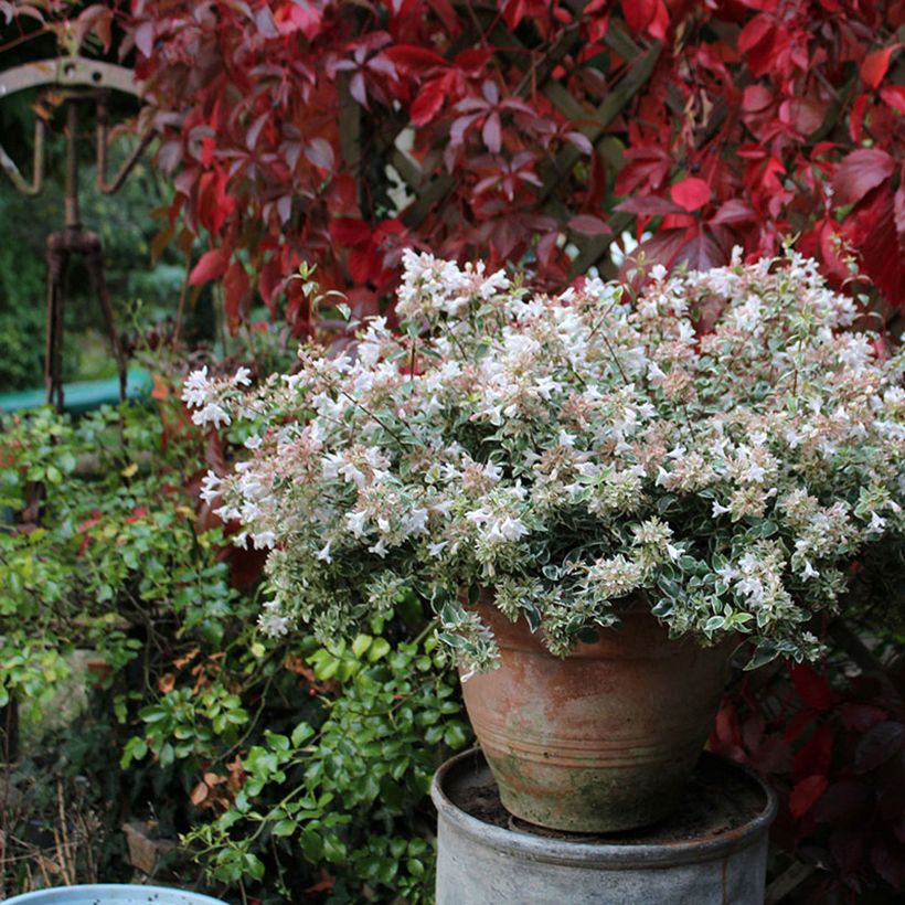 Abelia grandiflora Steredenn Levabes - Abélie panachée (Plant habit)