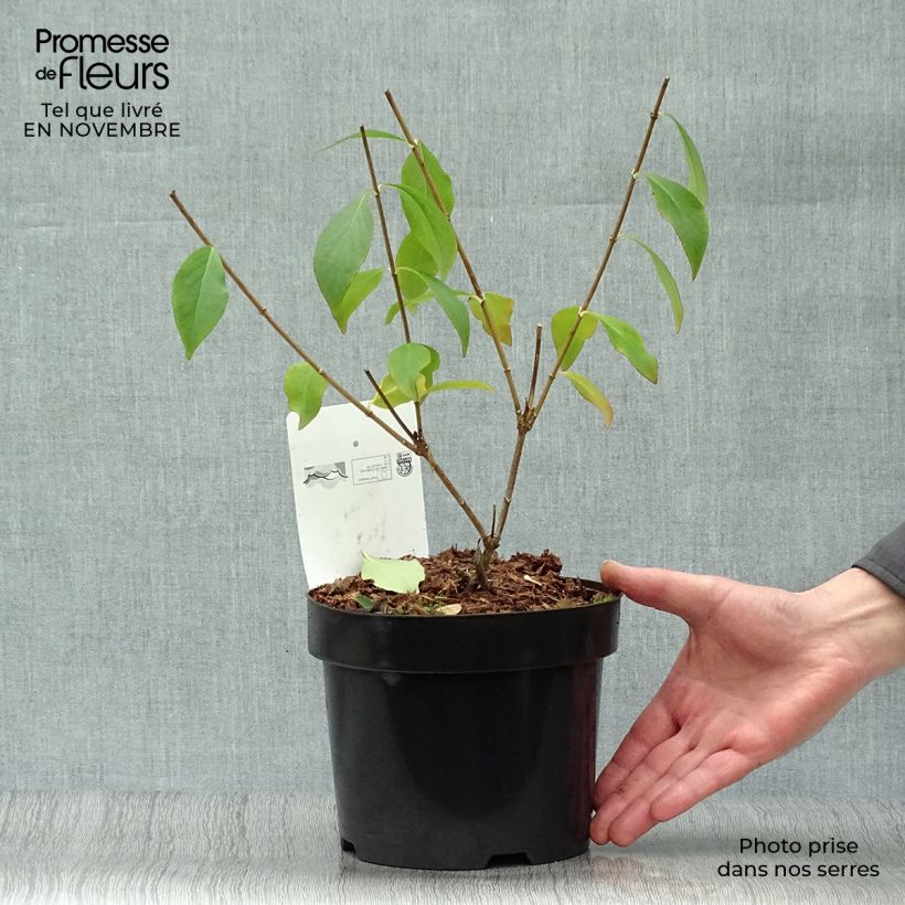 Example of Abelia mosanensis Monia - Abélia parfumé Pot de 3L/4L as you get in automne
