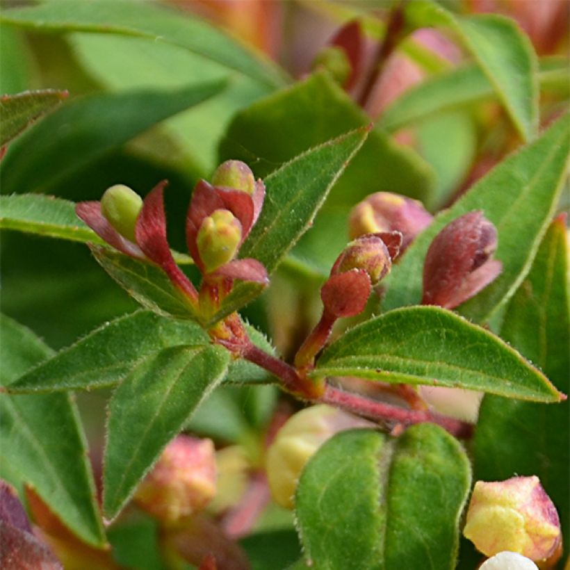 Abelia x grandiflora Sunny Charm - Abélia à grandes fleurs. (Foliage)