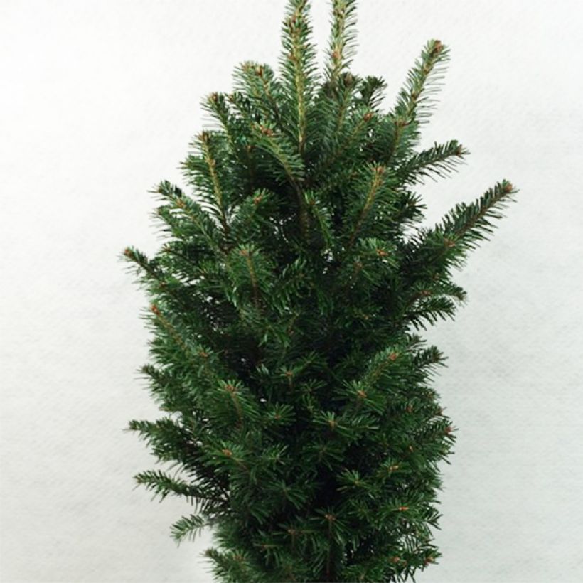 Abies alba Pyramidalis - Sapin blanc nain (Plant habit)
