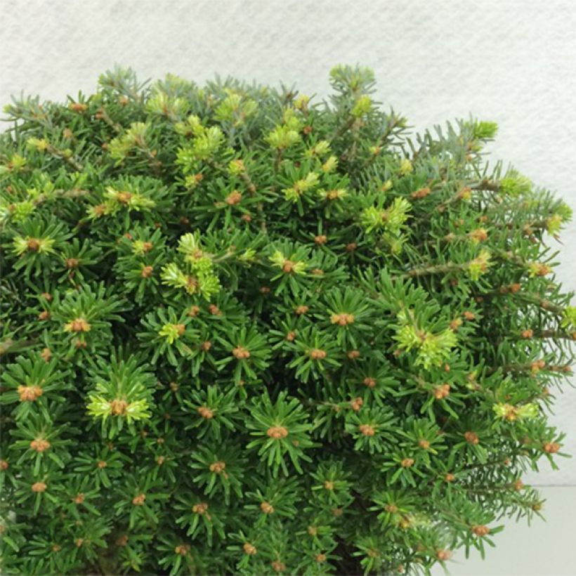 Sapin de Corée - Abies koreana Nadelkissen (Plant habit)