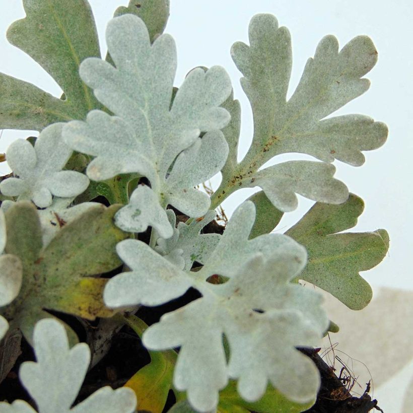 Absinthe des rivages - Artemisia stelleriana Boughton Silver (Foliage)
