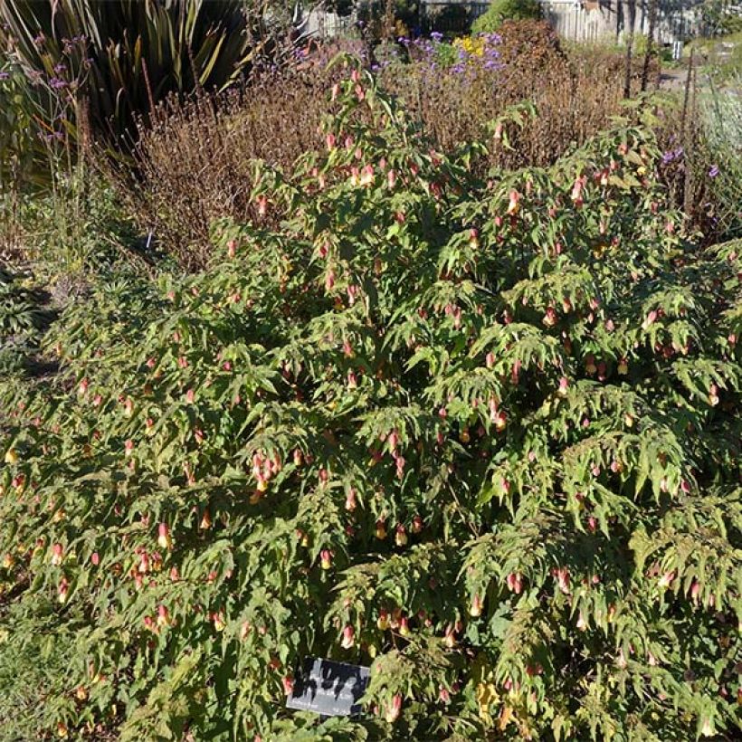 Abutilon megapotamicum - Abutilon du grand fleuve (Plant habit)