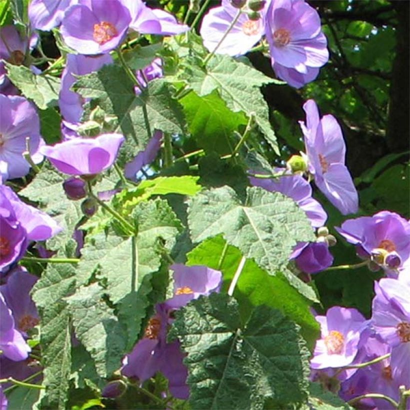 Abutilon Suntense (Foliage)