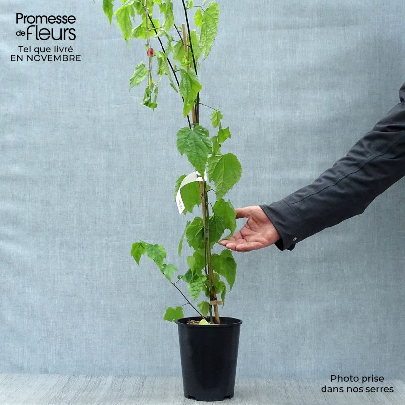 Example of Abutilon megapotamicum - Abutilon du grand fleuve Pot de 3L/4L as you get in automne