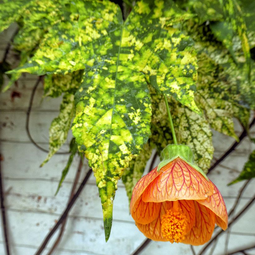 Abutilon pictum Thompsonii (Foliage)