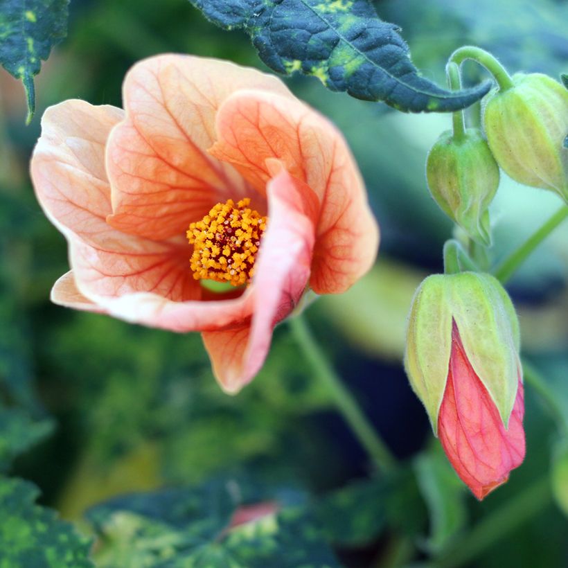 Abutilon pictum Thompsonii (Flowering)