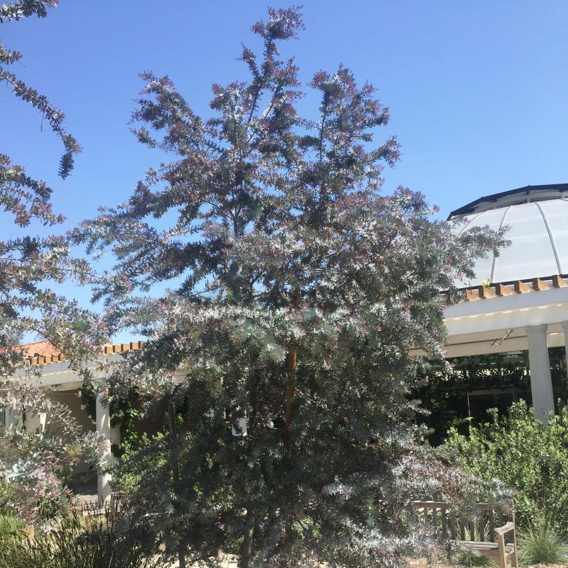Acacia baileyana Purpurea - Mimosa de Bailey pourpre (Plant habit)