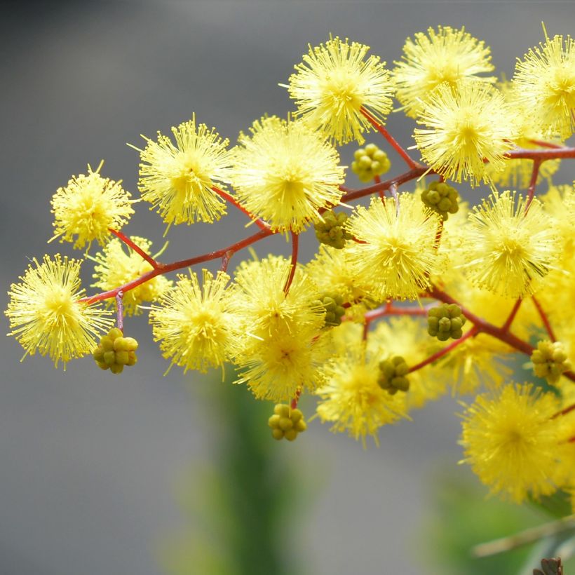 Acacia baileyana Songlines - Mimosa de Bailey (Flowering)
