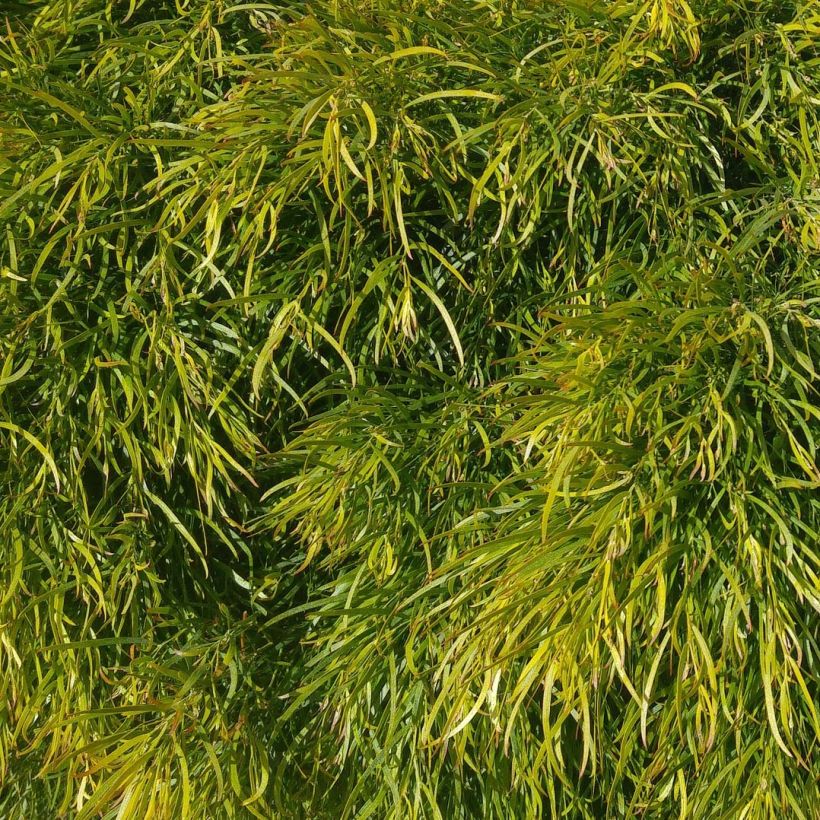 Acacia cognata Limelight - Mimosa nain (Foliage)
