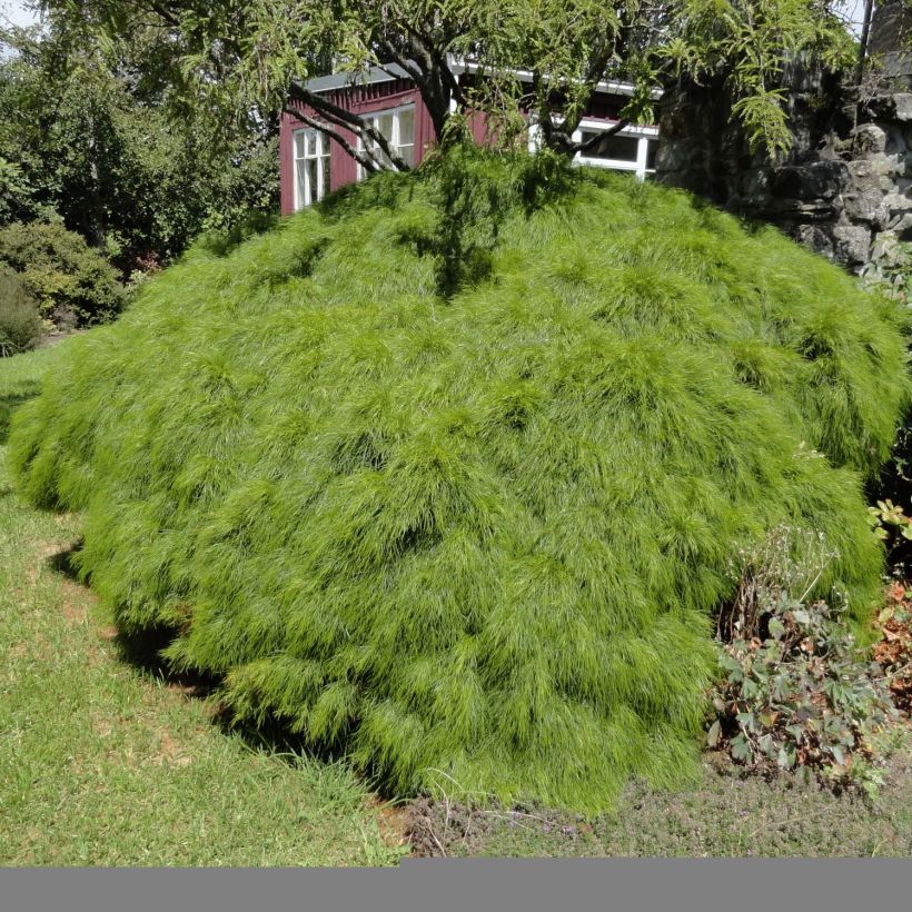 Acacia cognata Limelight - Mimosa nain (Plant habit)
