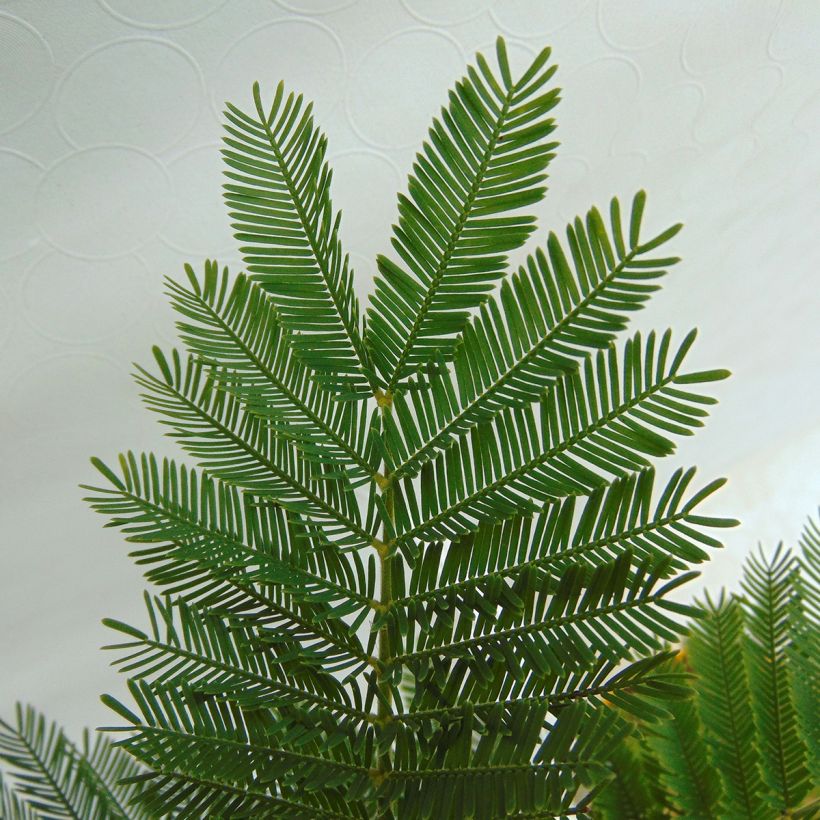 Acacia dealbata Gaulois Astier - Mimosa des fleuristes (Foliage)