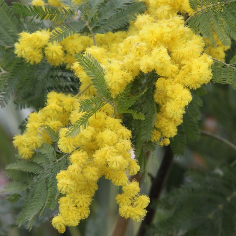 Acacia dealbata Gaulois Astier - Mimosa des fleuristes (Flowering)