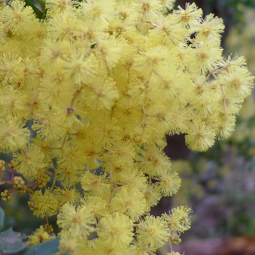 Mimosa - Acacia pravissima (Flowering)