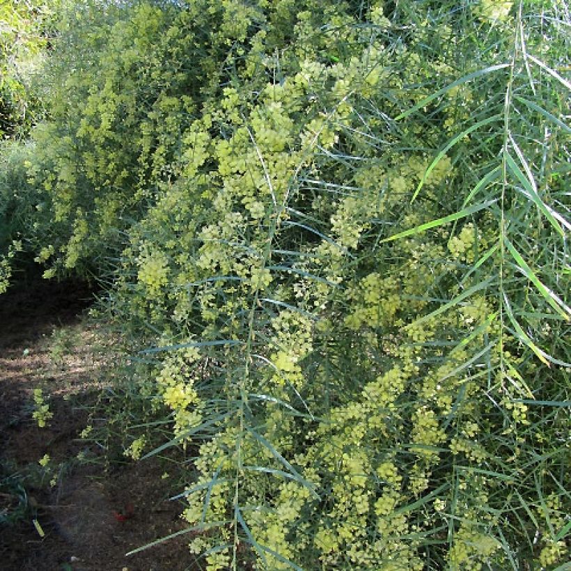 Mimosa à feuilles de saule - Acacia iteaphylla (Plant habit)