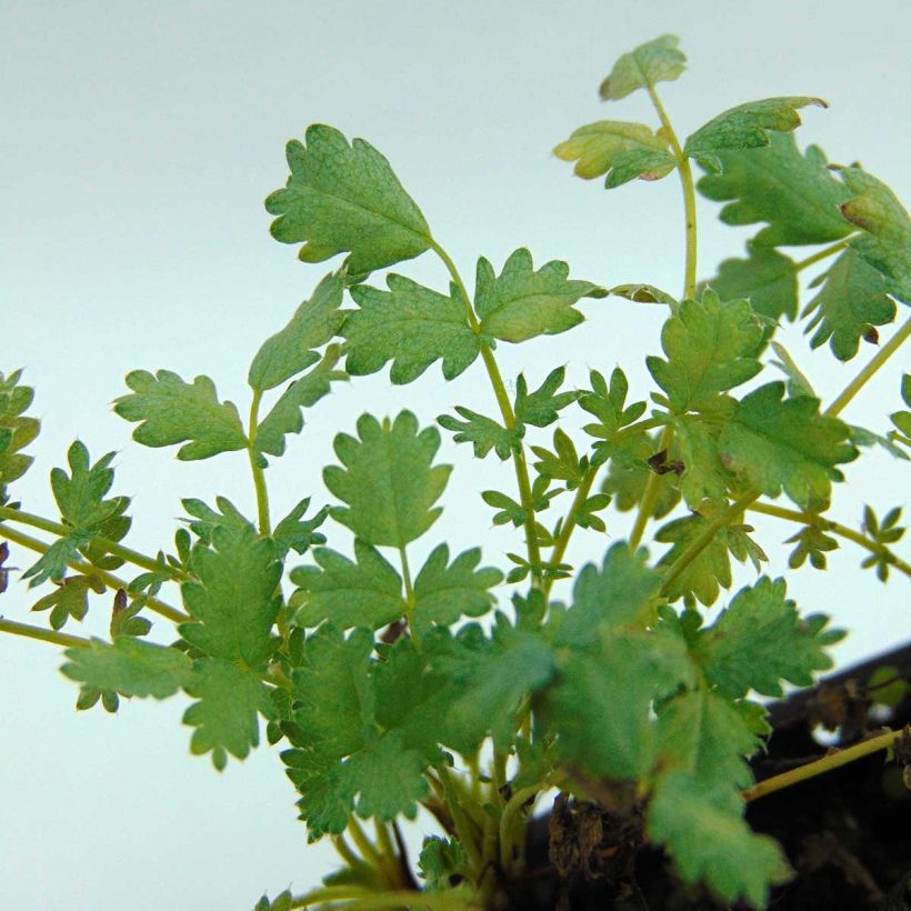 Acaena buchananii - Lampourde (Foliage)