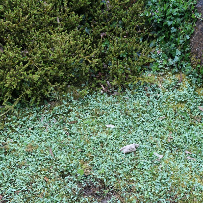 Acaena buchananii - Lampourde (Plant habit)