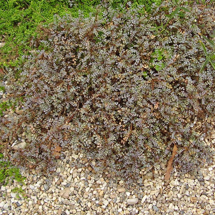 Acaena hybride Blue Haze - Lampourde (Plant habit)