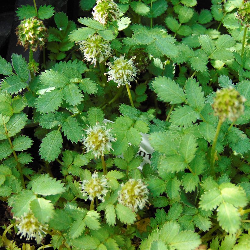 Acaena magellanica - Lampourde Magellan (Flowering)