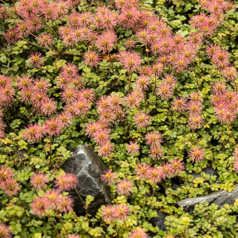 Acaena microphylla - Lampourde à petites feuilles (Plant habit)