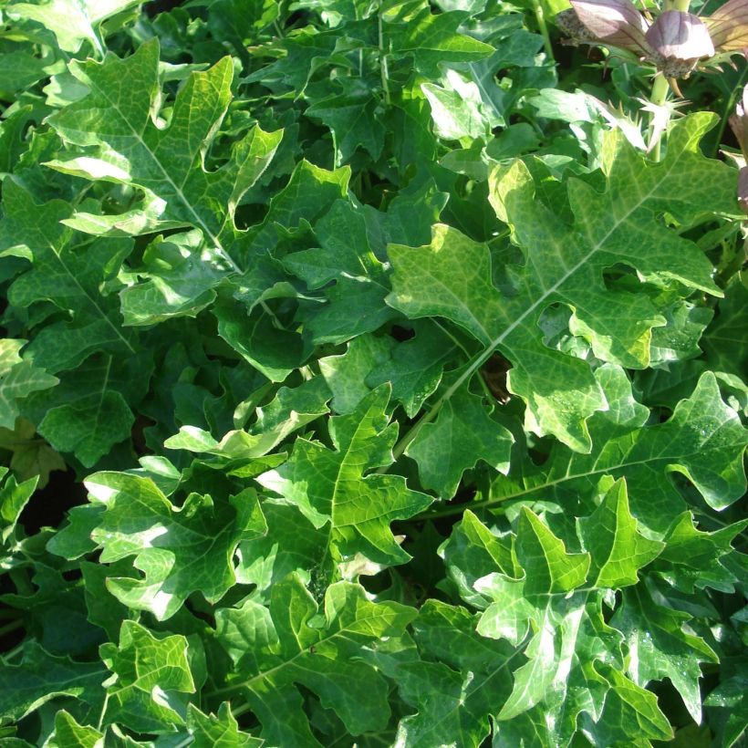 Acanthe de Hongrie White Lips (Foliage)