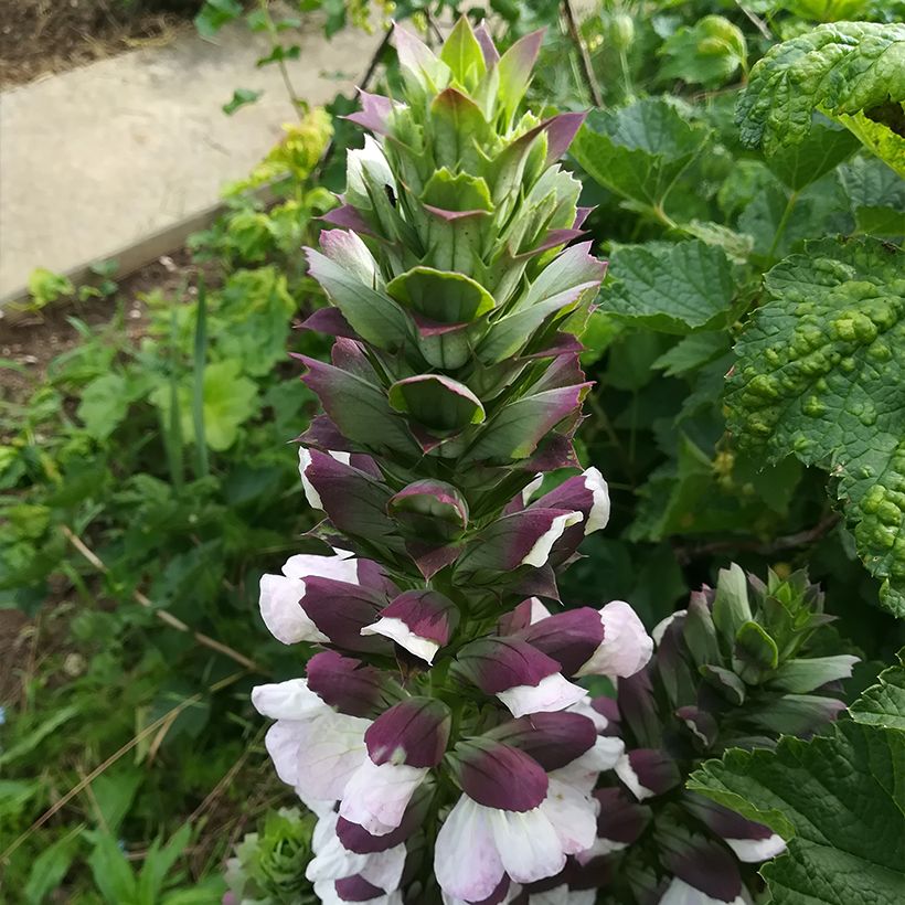 Acanthe de Hongrie White Lips (Flowering)
