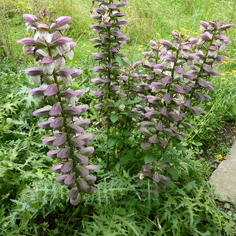 Acanthe spinosus - Acanthe épineuse (Flowering)