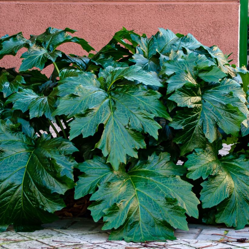 Acanthe spinosus - Acanthe épineuse (Foliage)