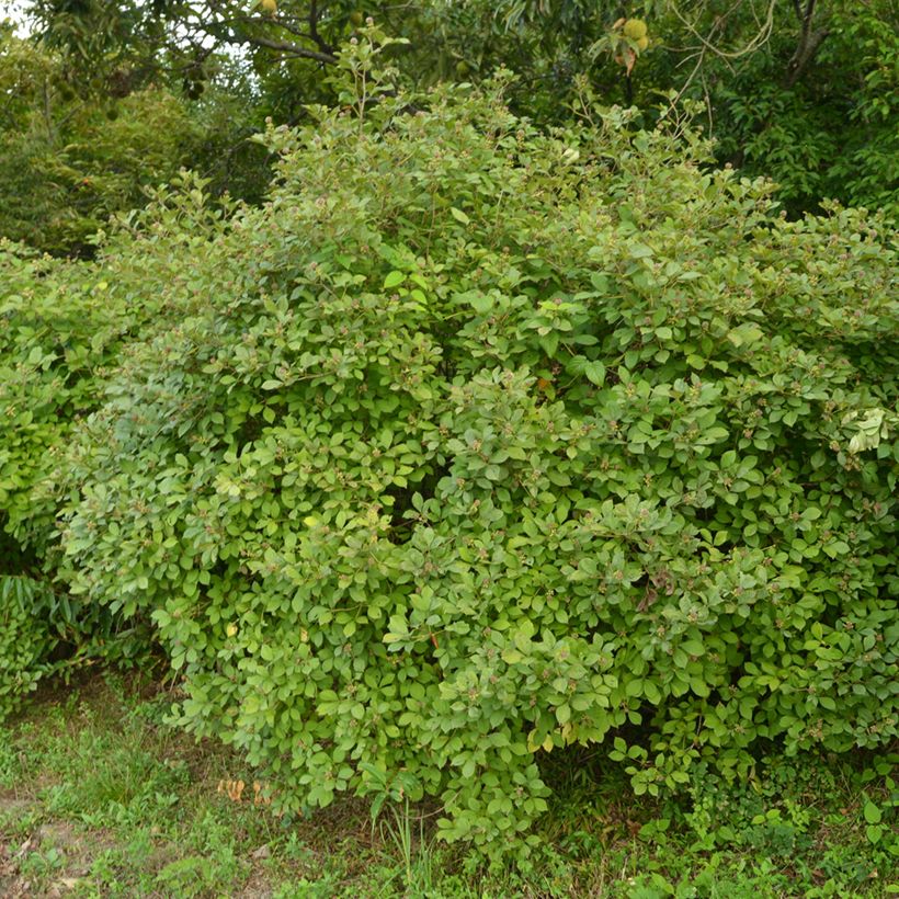 Acanthopanax henryi - Eleutherococcus (Plant habit)