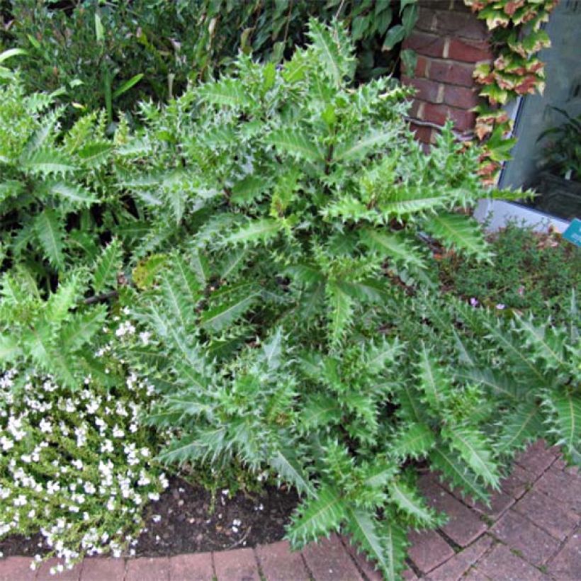 Acanthus sennii - Acanthe (Plant habit)