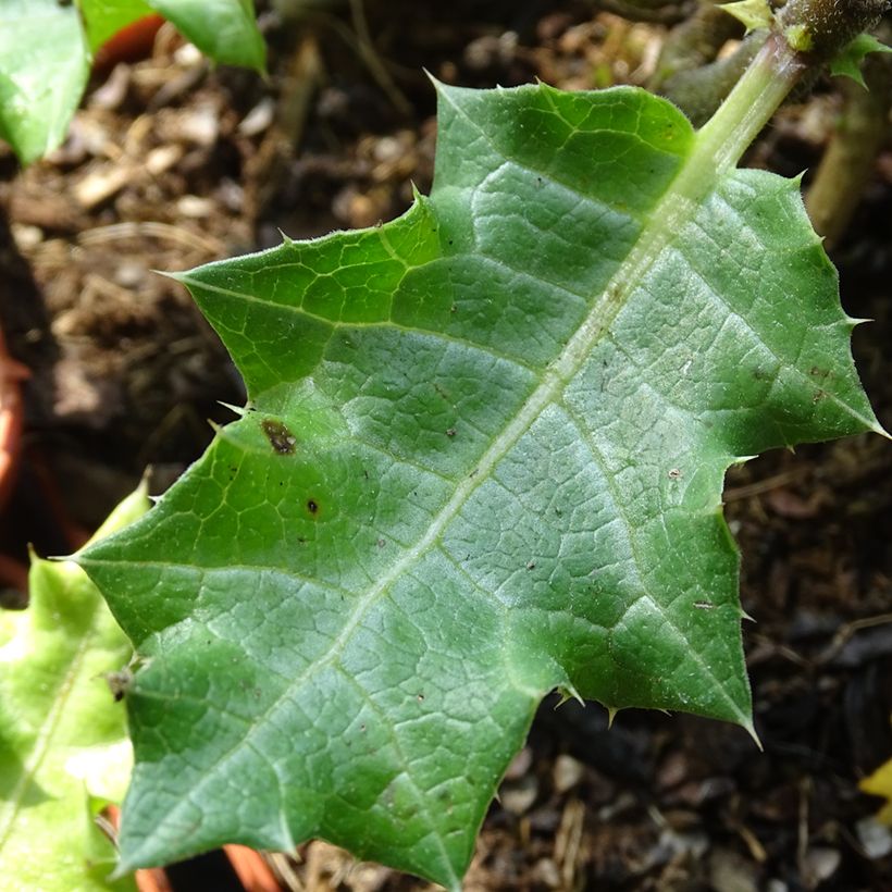 Acanthus sennii - Acanthe (Foliage)
