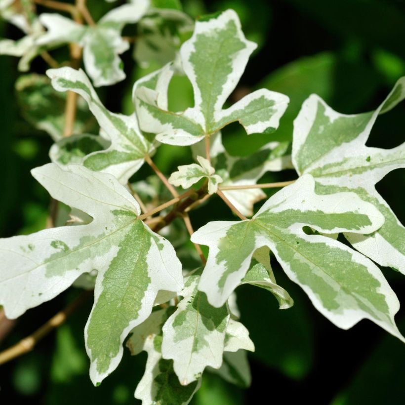 Erable champêtre - Acer campestre Carnival (Foliage)