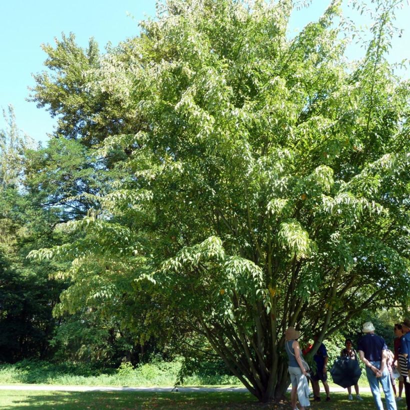 Acer davidii - Érable à peau de serpent (Plant habit)