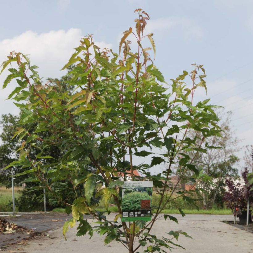 Erable du fleuve Amour - Acer ginnala Bailey Compact (Foliage)