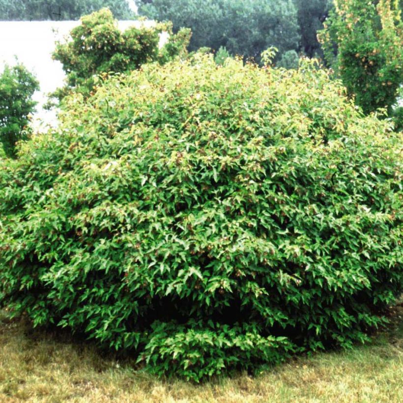 Erable du fleuve Amour - Acer ginnala Bailey Compact (Plant habit)