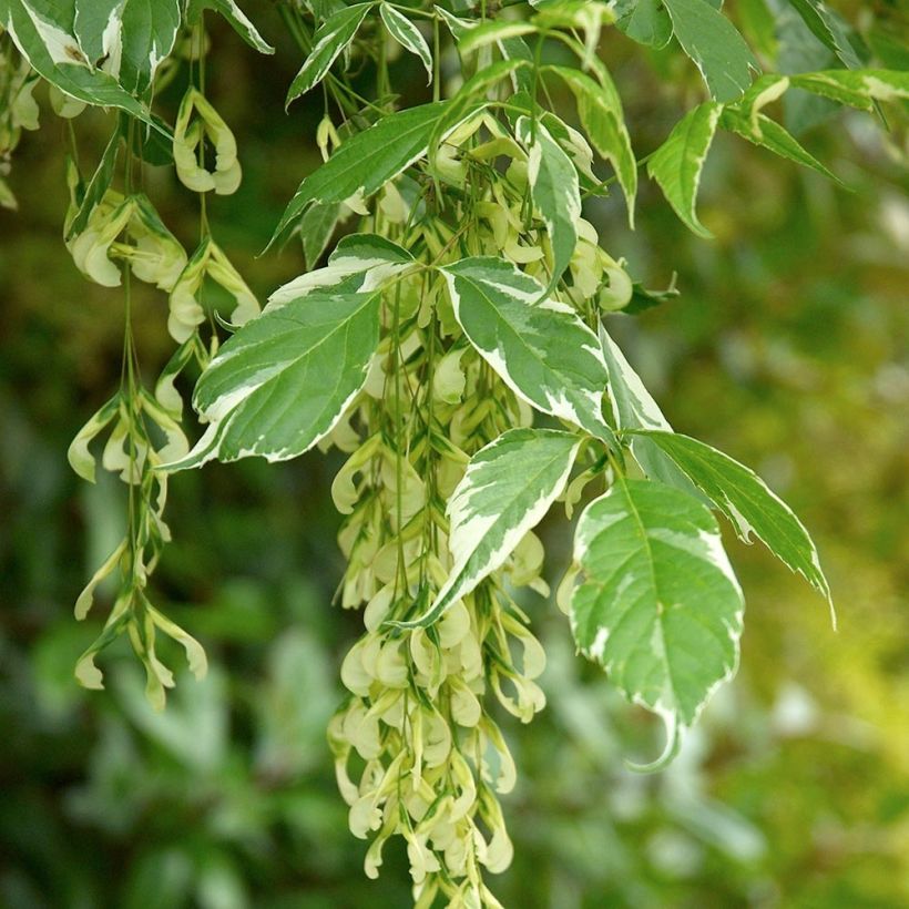 Acer negundo Variegatum - Érable à feuille de frêne panaché (Harvest)