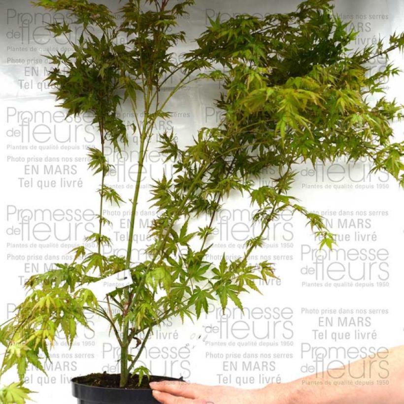 Example of Érable du Japon - Acer palmatum Pot de 3L/4L as you get