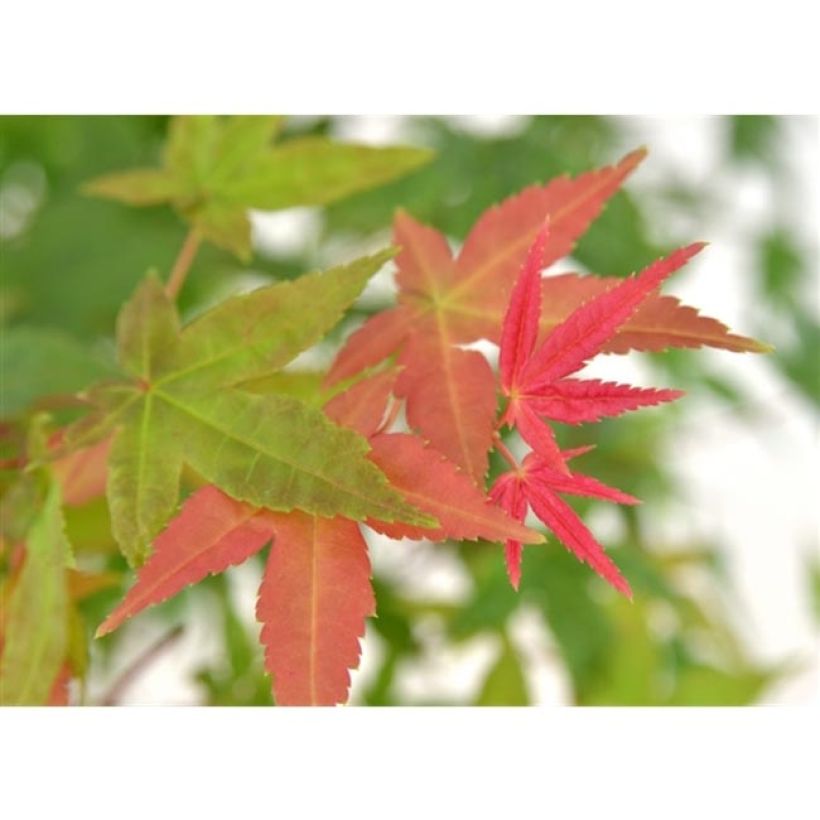 Érable du Japon Beni Maiko - Acer palmatum (Foliage)