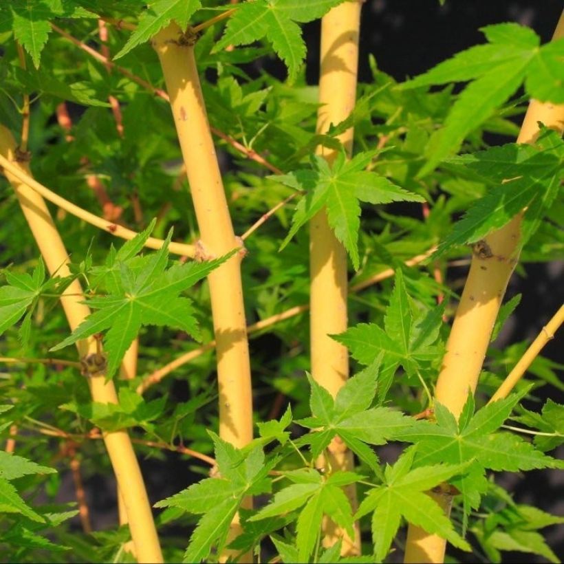 Érable du Japon Bi Hoo - Acer palmatum (Foliage)