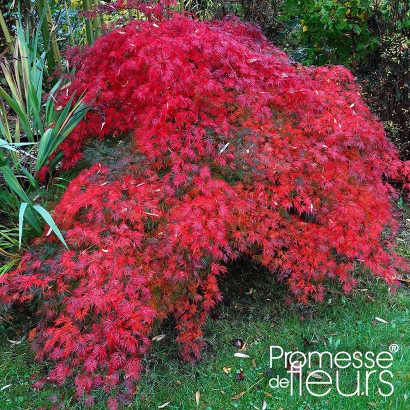 Érable du Japon - Acer palmatum Emerald Lace (Plant habit)