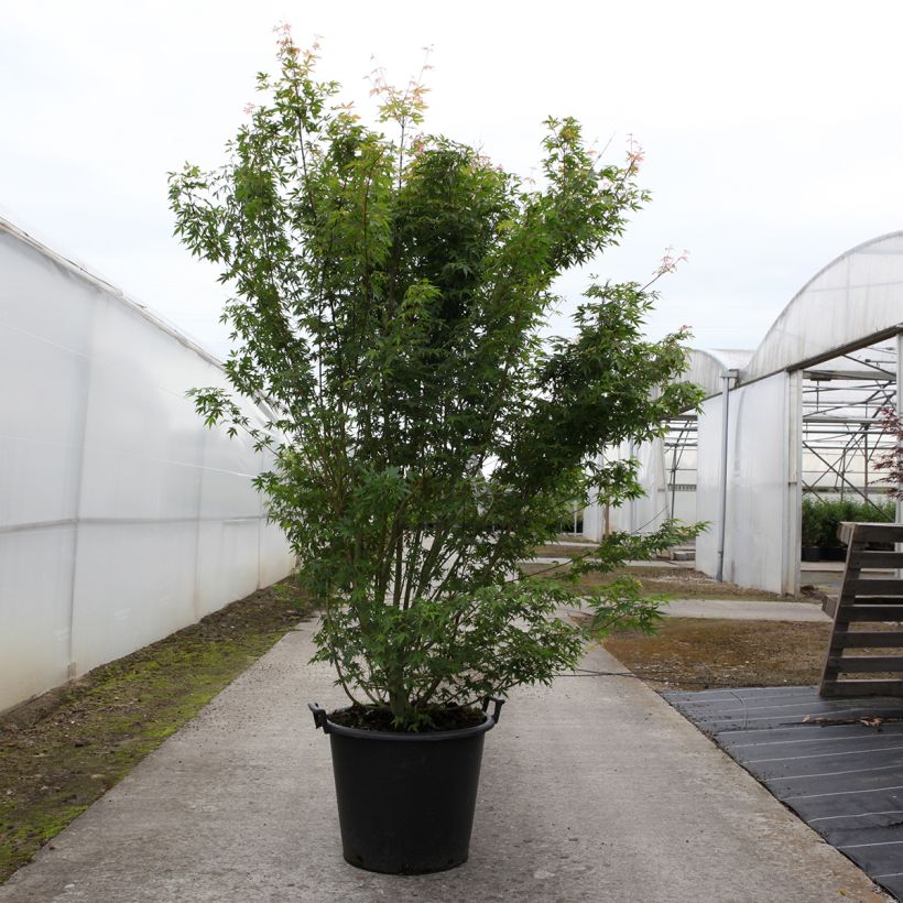 Example of Érable du Japon - Acer palmatum Pot de 50L/55L as you get in printemps