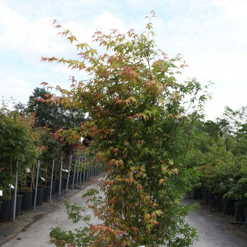 Érable du Japon - Acer palmatum Katsura (Plant habit)