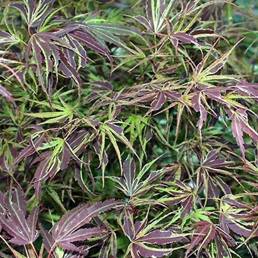 Érable du Japon Manyo-No-Sato - Acer palmatum (Foliage)