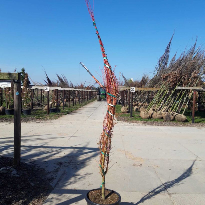 Example of Erable du Japon - Acer palmatum Sangokaku (Senkaki) Pot de 50L/55L, Cépée as you get in printemps